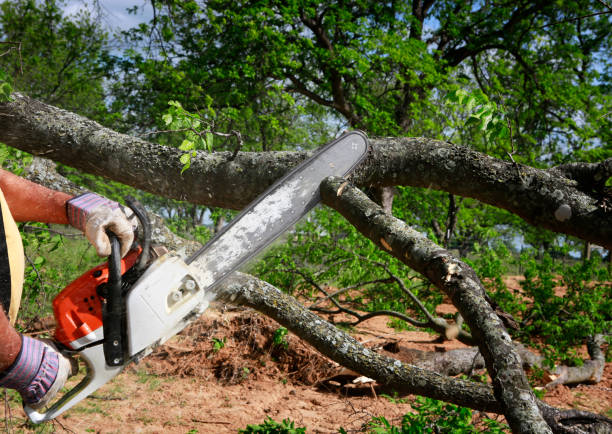 How Our Tree Care Process Works  in  Levittown, PA